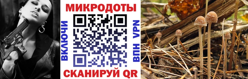 Псилоцибиновые грибы Cubensis  Краснокаменск 